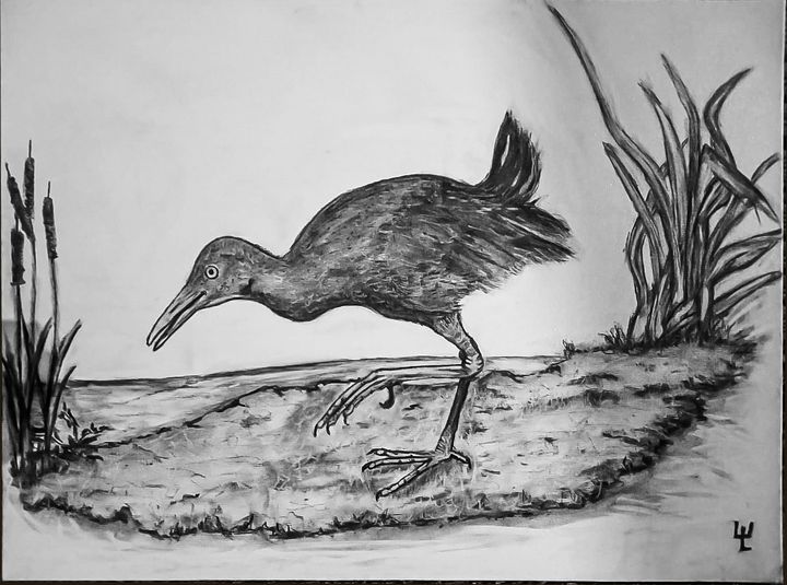 saracura